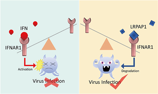 New Concept in Innate Immunity