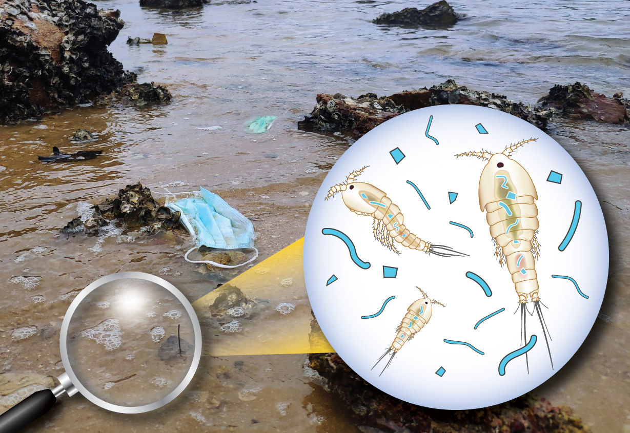 文匯報: 危害生態/海水含膠量越多水蚤繁殖力越弱