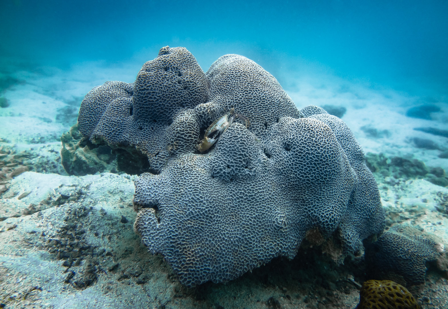 明報: 酷熱海暖橋咀洲九成珊瑚一月白化專家、漁署籲勿用太陽油勿赴當區潛水