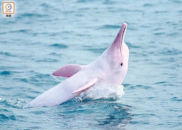 東方日報: 中華白海豚數量稍回升按年增至40條仍屬歷年第3低