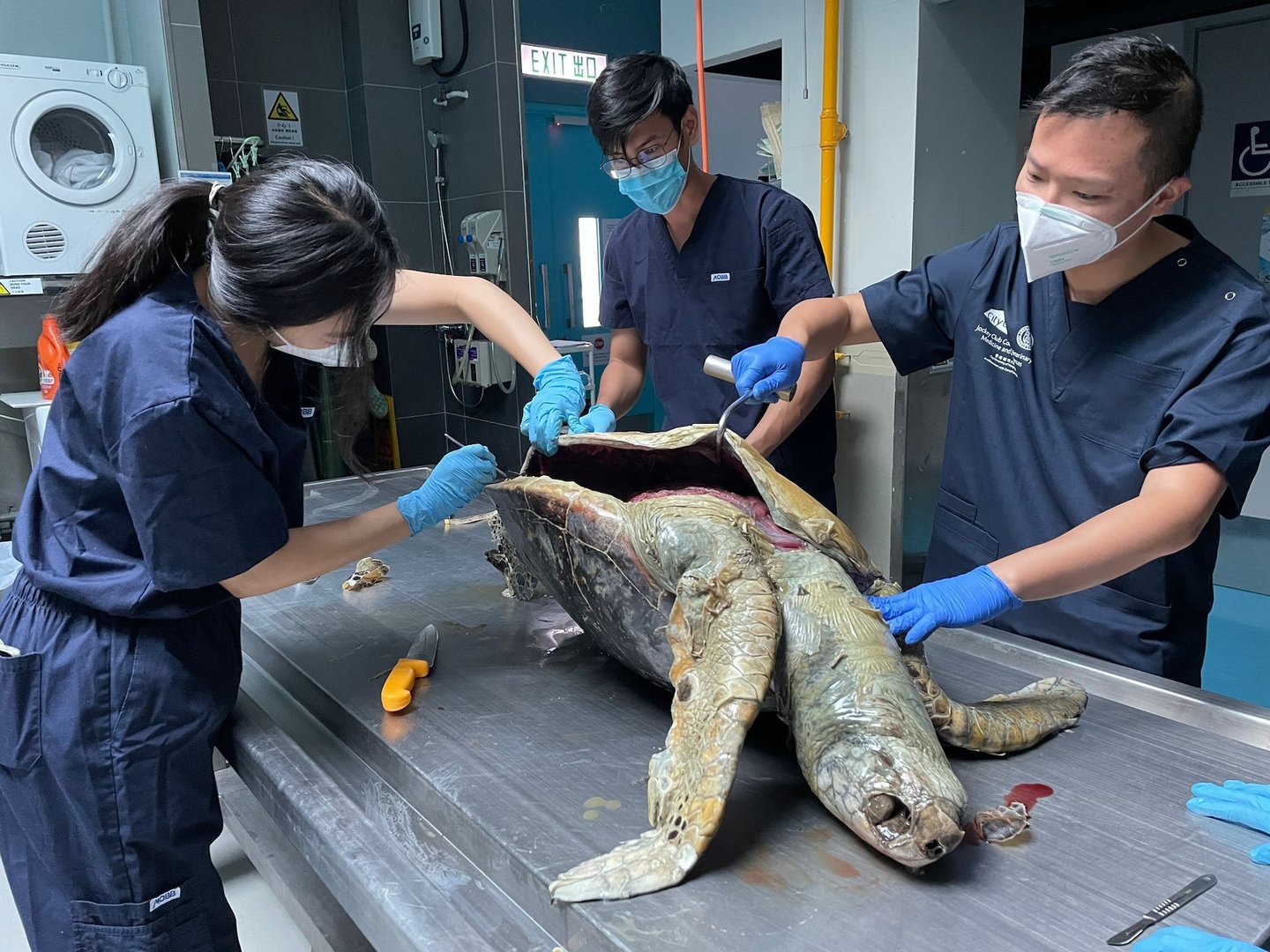 HK01：成年綠海龜屍浮西貢海面解剖揭健康良好死因待進一步檢查