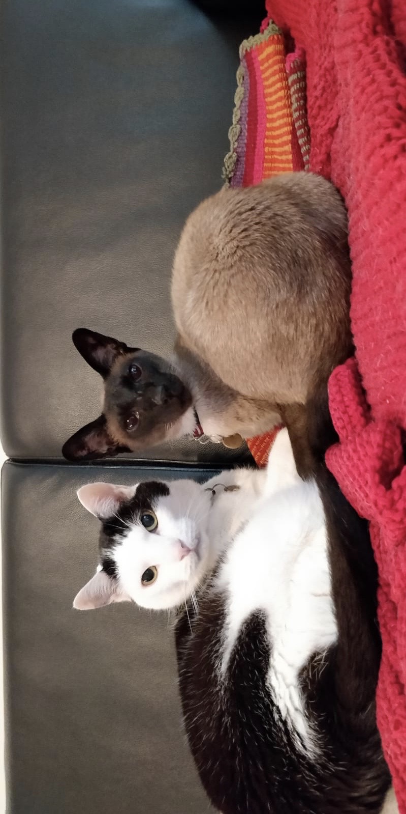 動物健康與福利中心