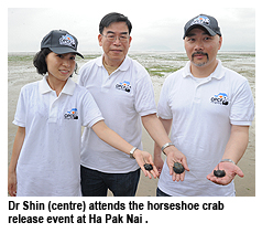 Success for CityU, Ocean Park horseshoe crab programme