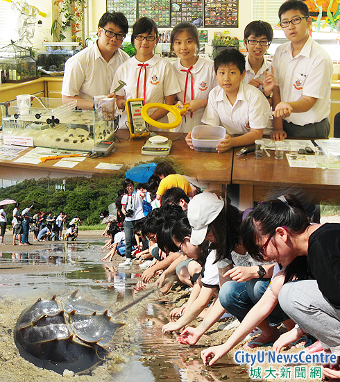 CityU celebrates conservation success with horseshoe crabs