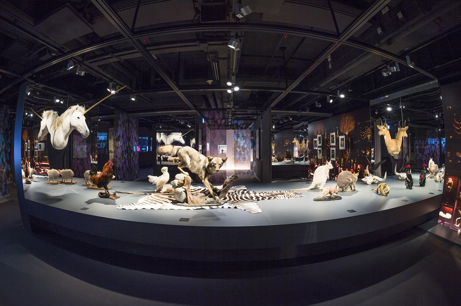 Travel through time at “Cabinets of Curiosities” exhibition
