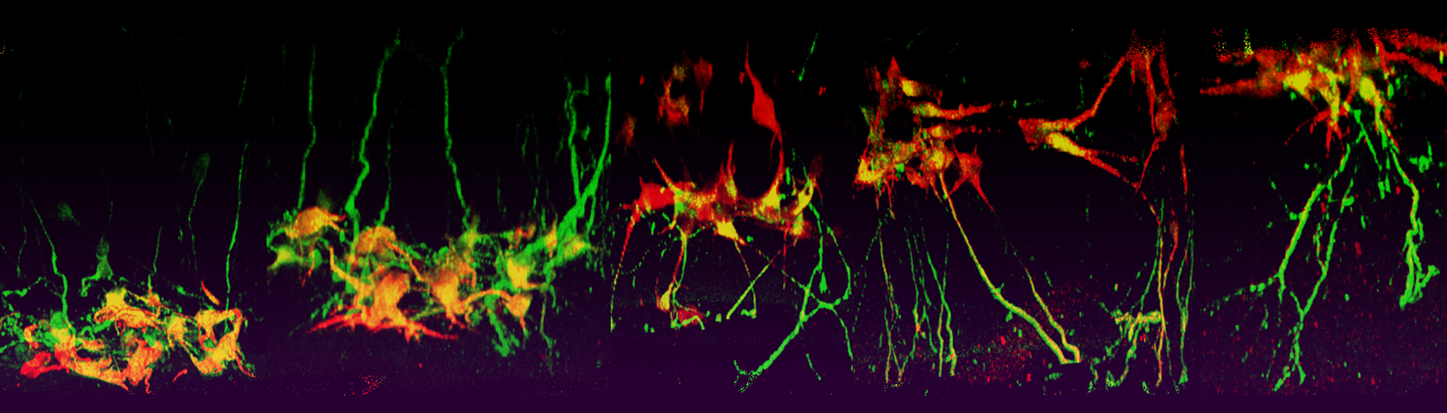 First microarrayed 3D neuronal culture platform developed - Shedding light on neural regeneration mechanisms