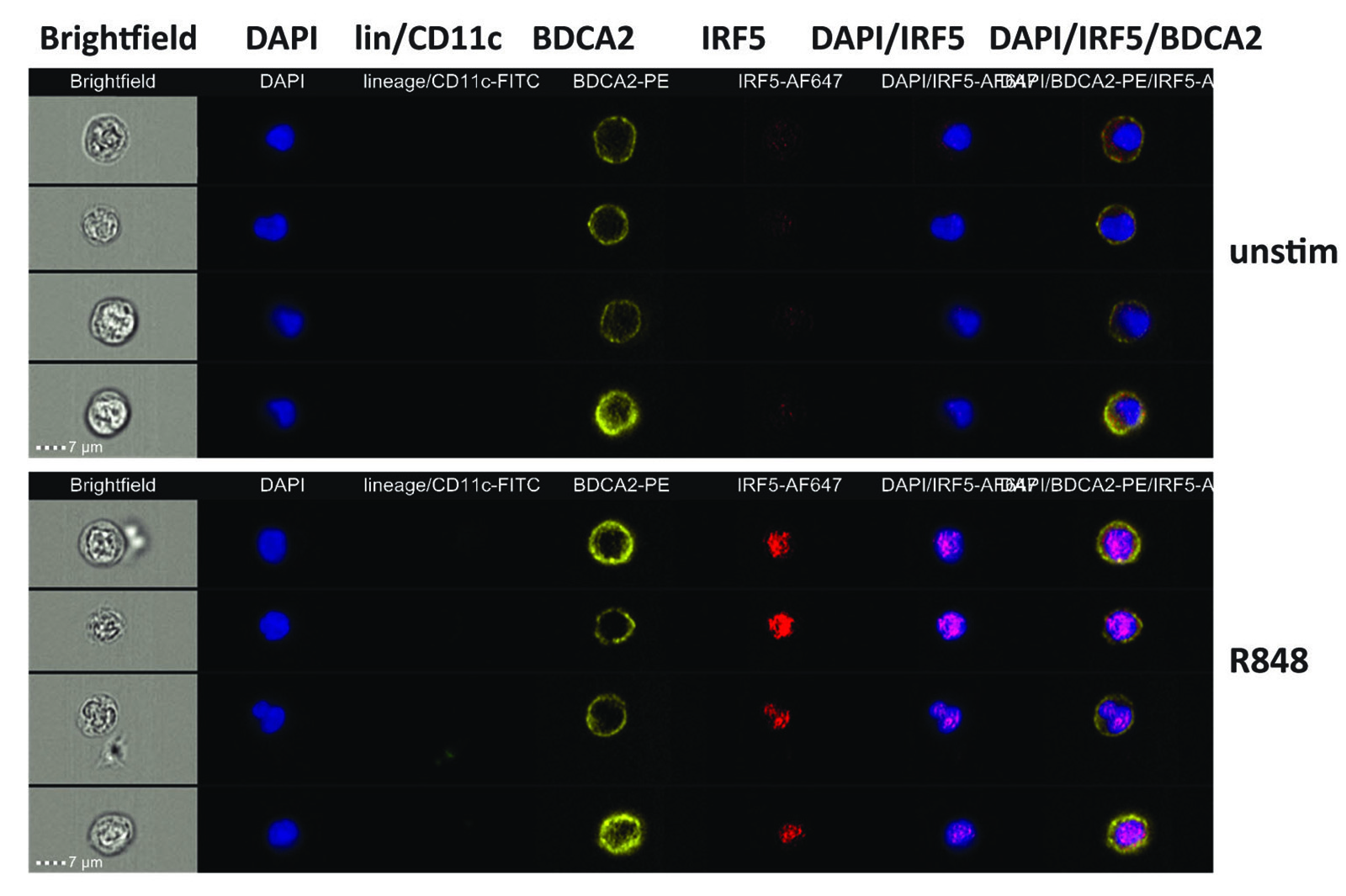 Microscopy images of pDCs