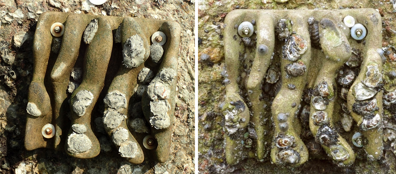 eco-engineered tiles before and after deployment