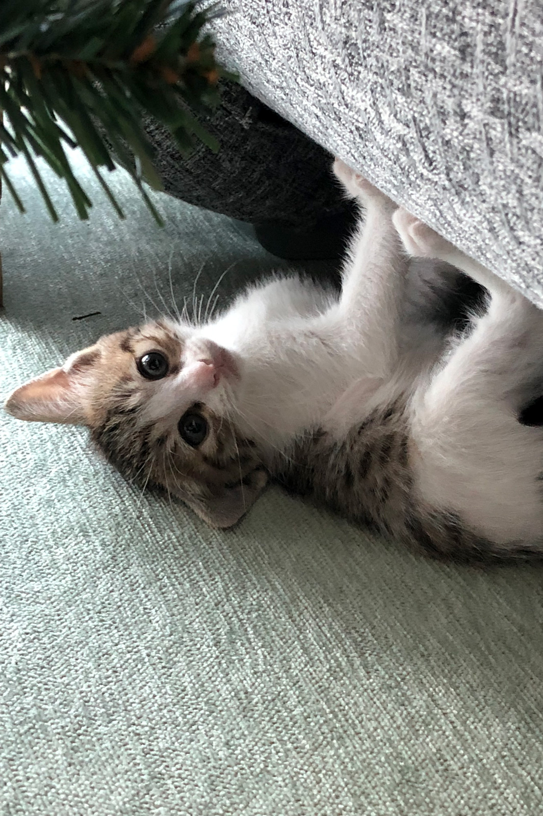 Desexing cats before 4 months can close the 