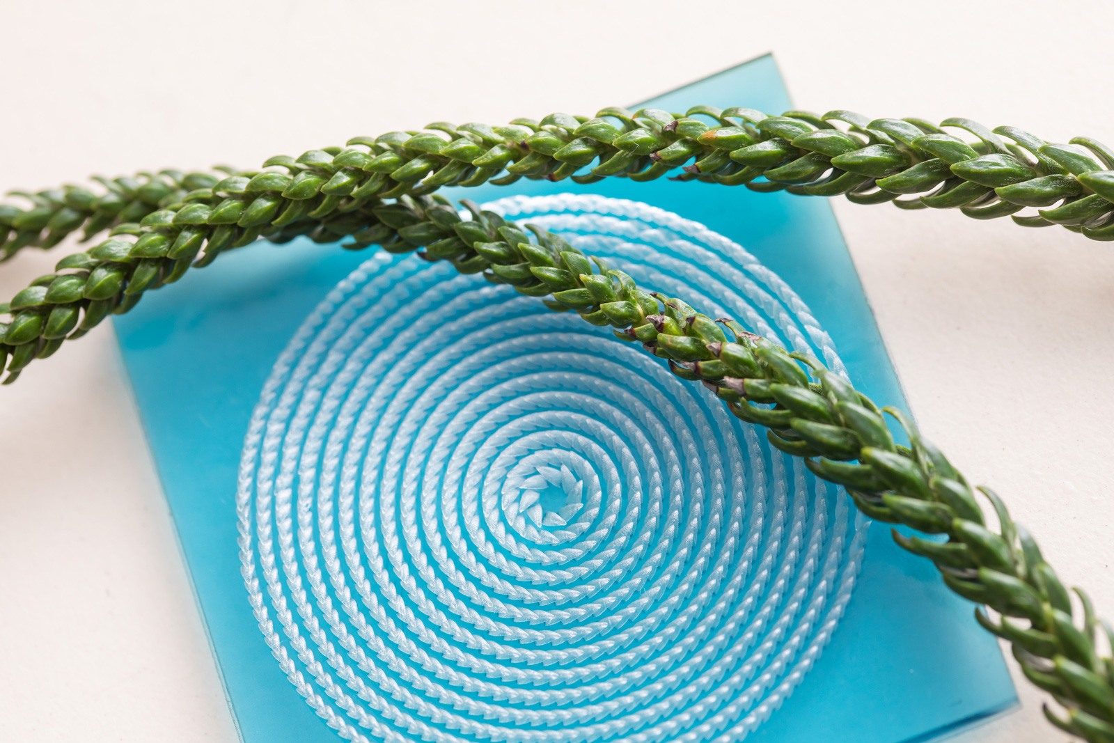 Inspired by the Araucaria leaf, the research team designed a 3D prototype mimicking its natural structure for liquid directional steering.