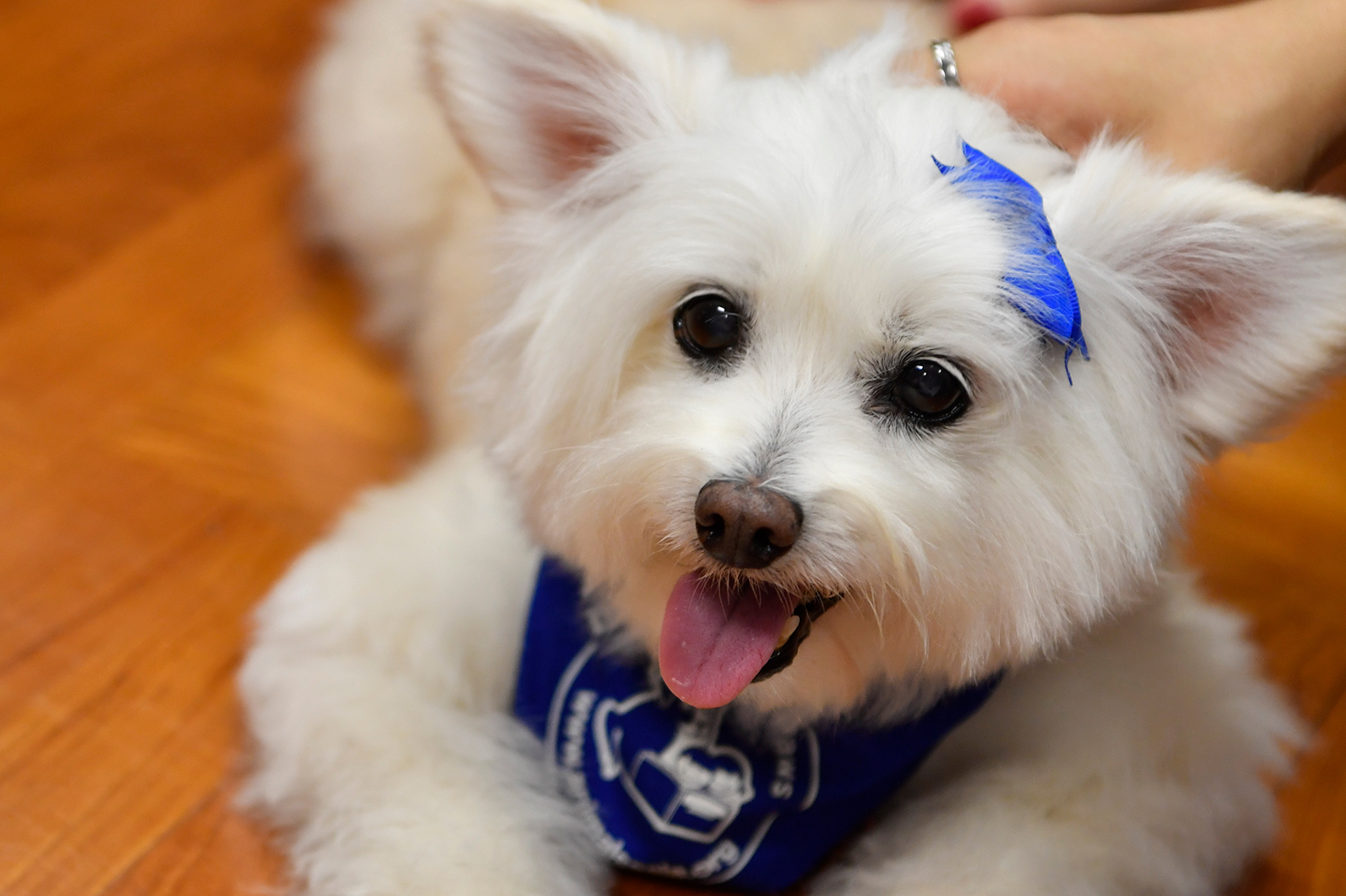 “Professor Paws” are registered therapy dogs, which have visited hospitals and residential care homes for the elderly in the past in the capacity of “Doctor Dogs”.