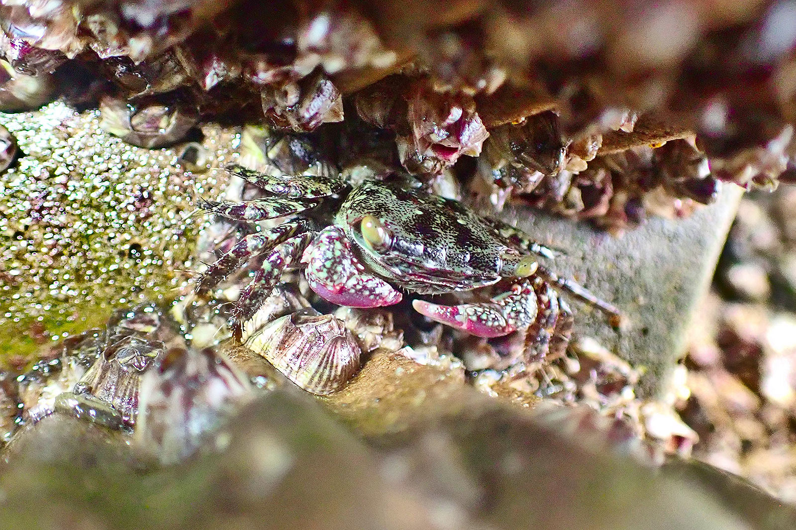 A crab living inside the eco-tile.