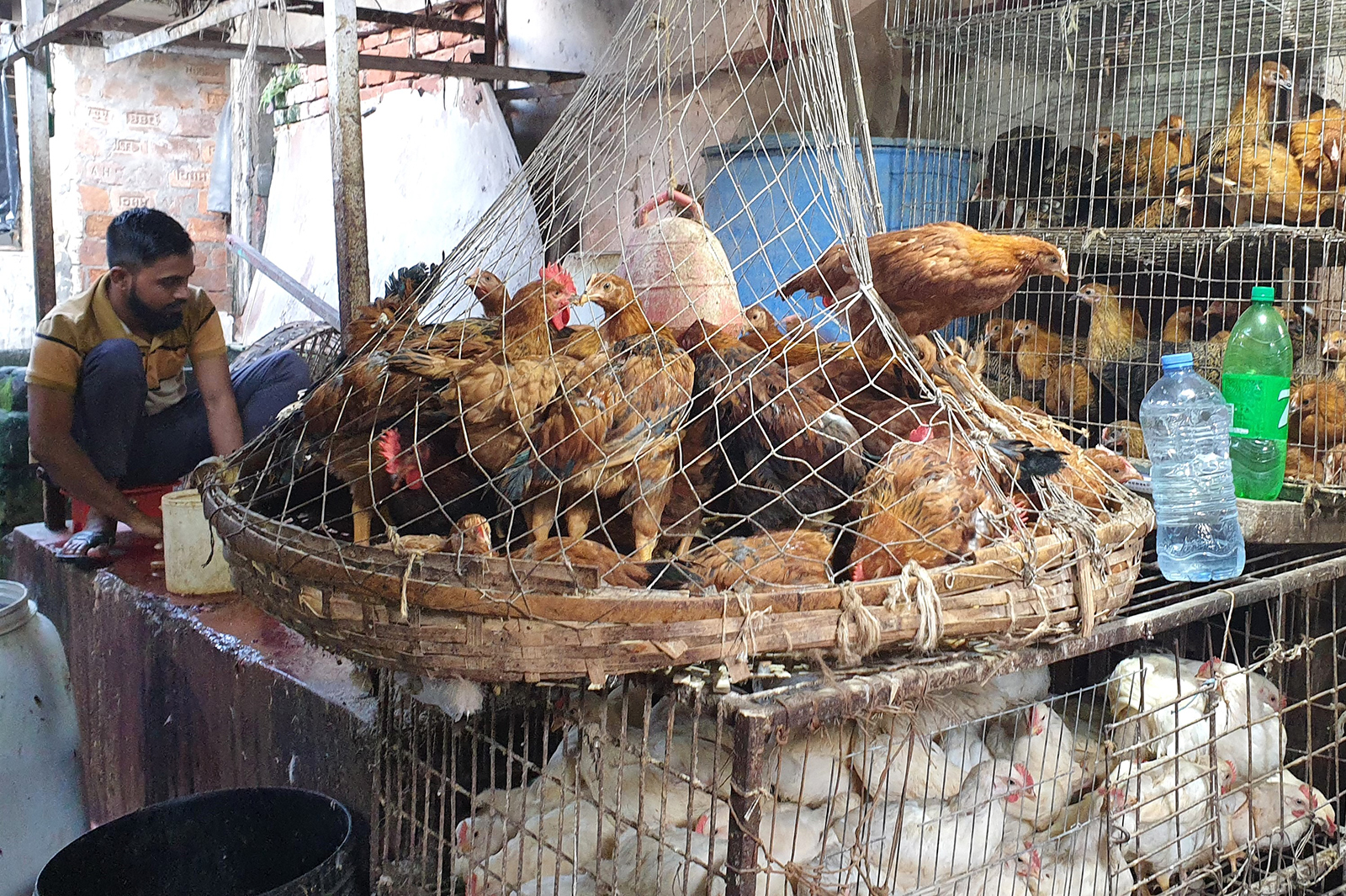 Live bird market in Dhaka. 