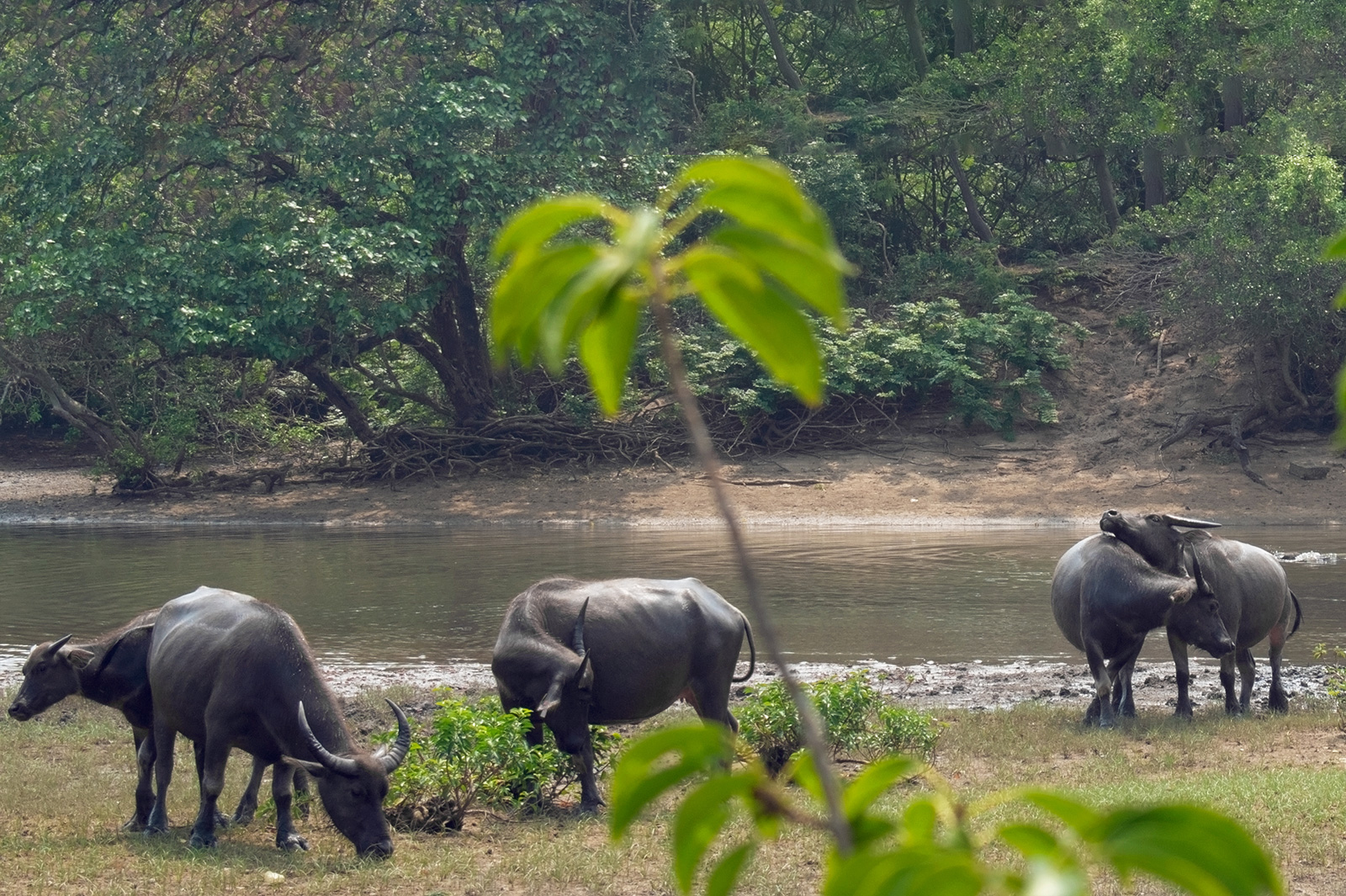 Female buffaloes rest in the fields of Pui O on Lantau Island.