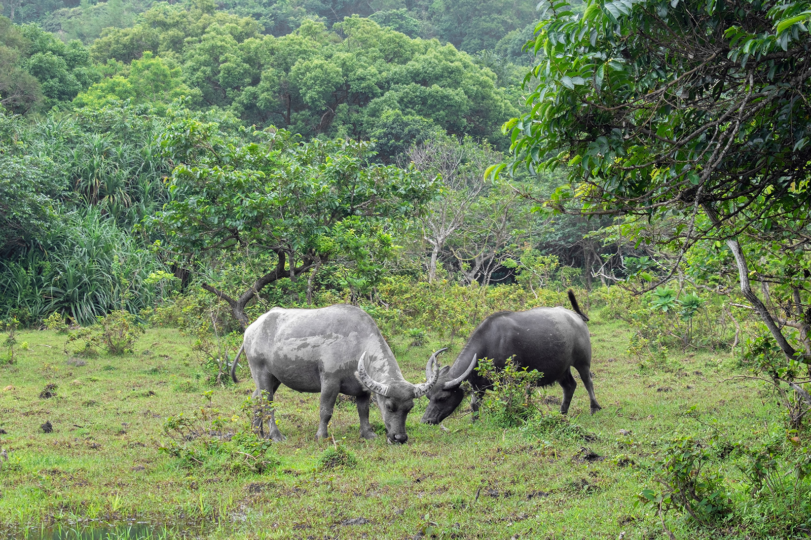 Female buffalo make friends.