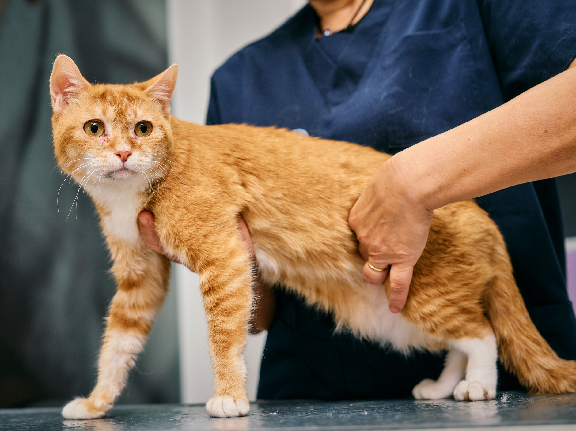 從貓到人類：城大推動「健康一體化」研究癌症新方向