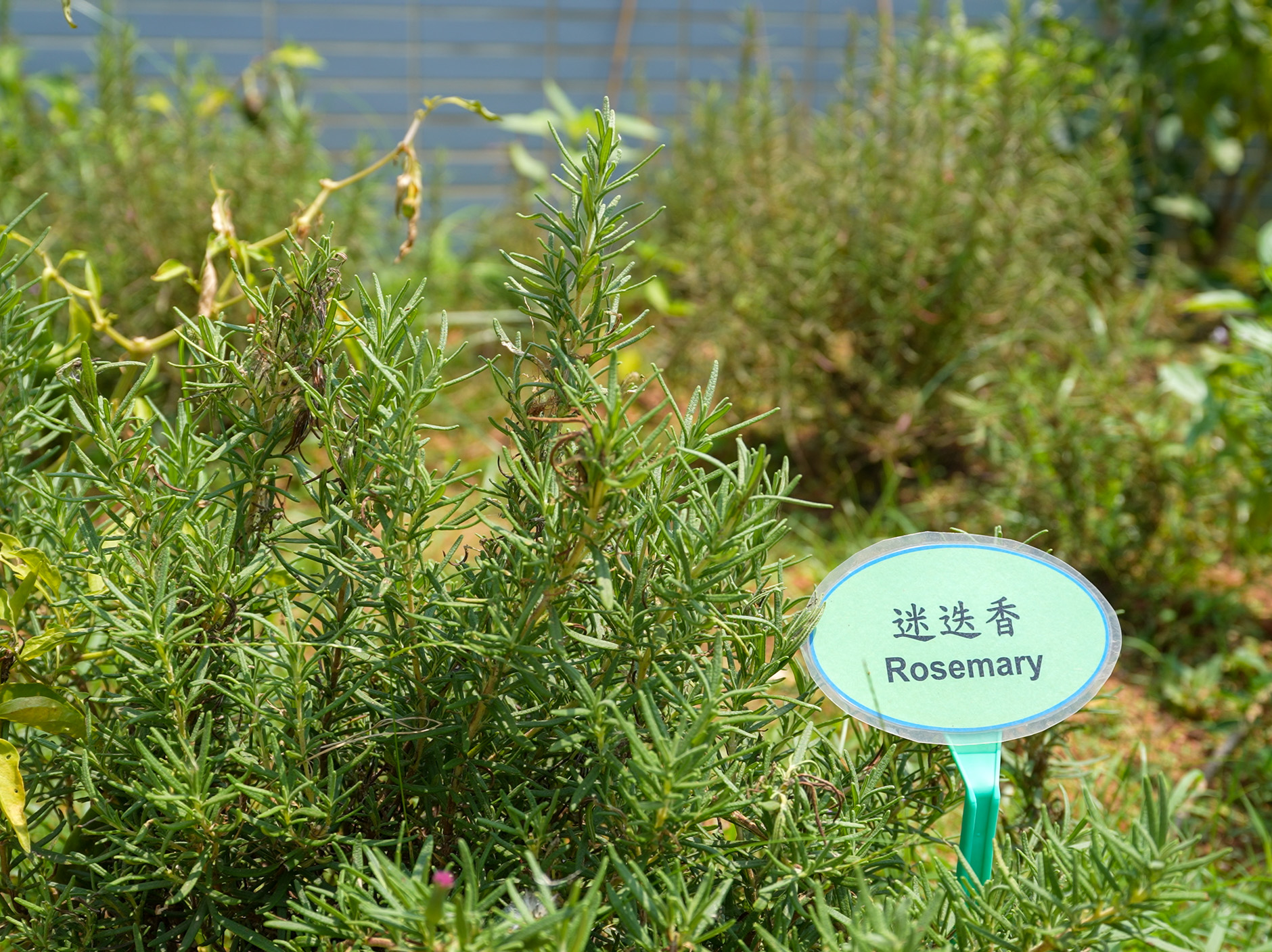 Biodiversity_Garden-5