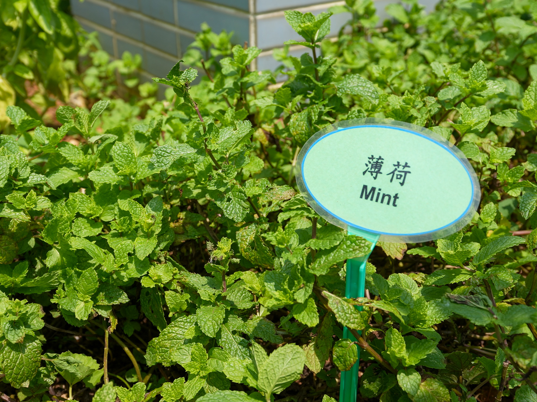 Biodiversity_Garden-6