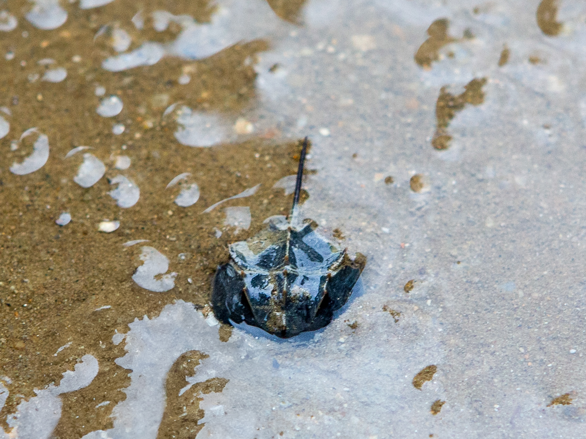 Crab_2