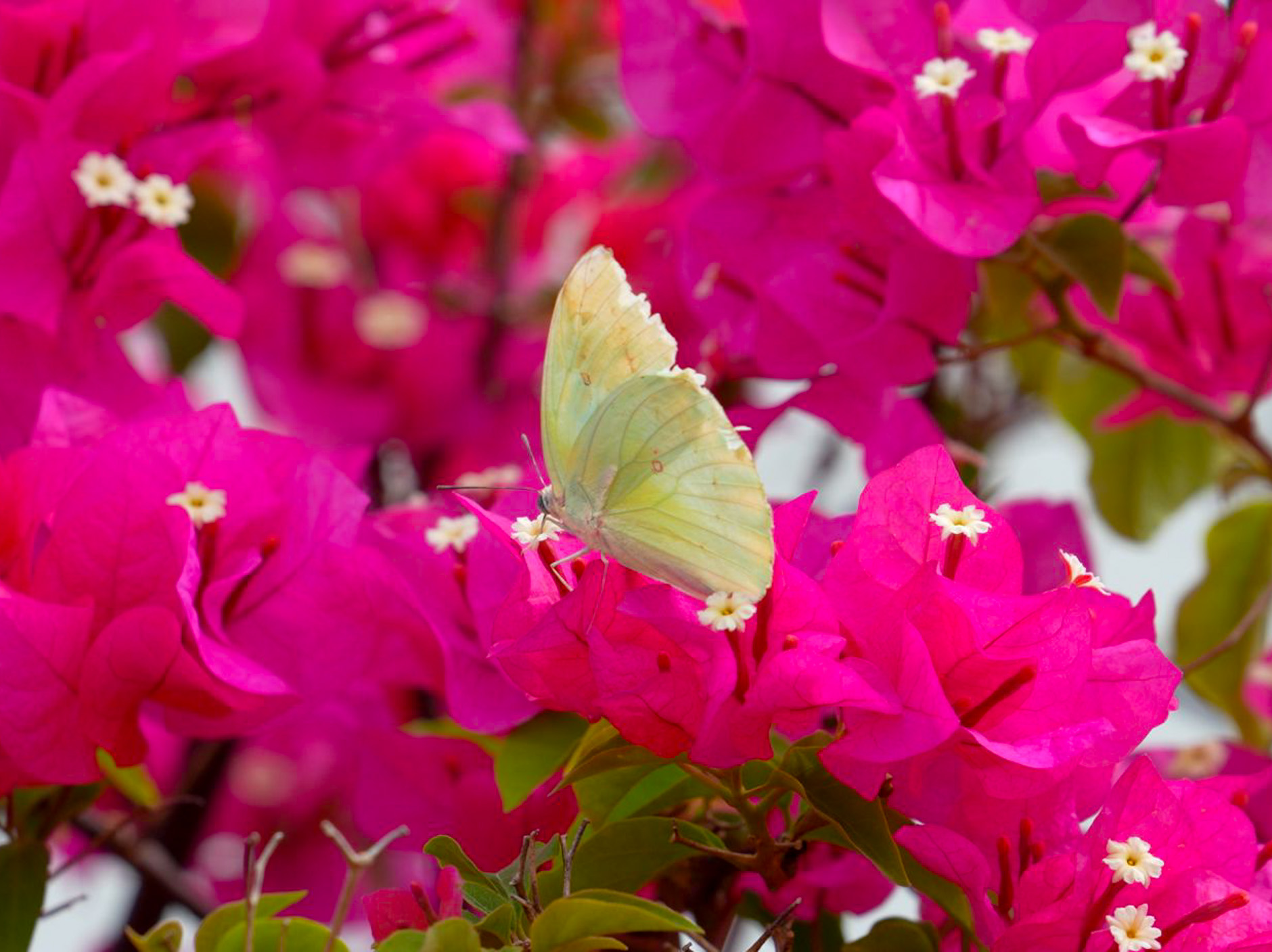 butterfly 2-resized