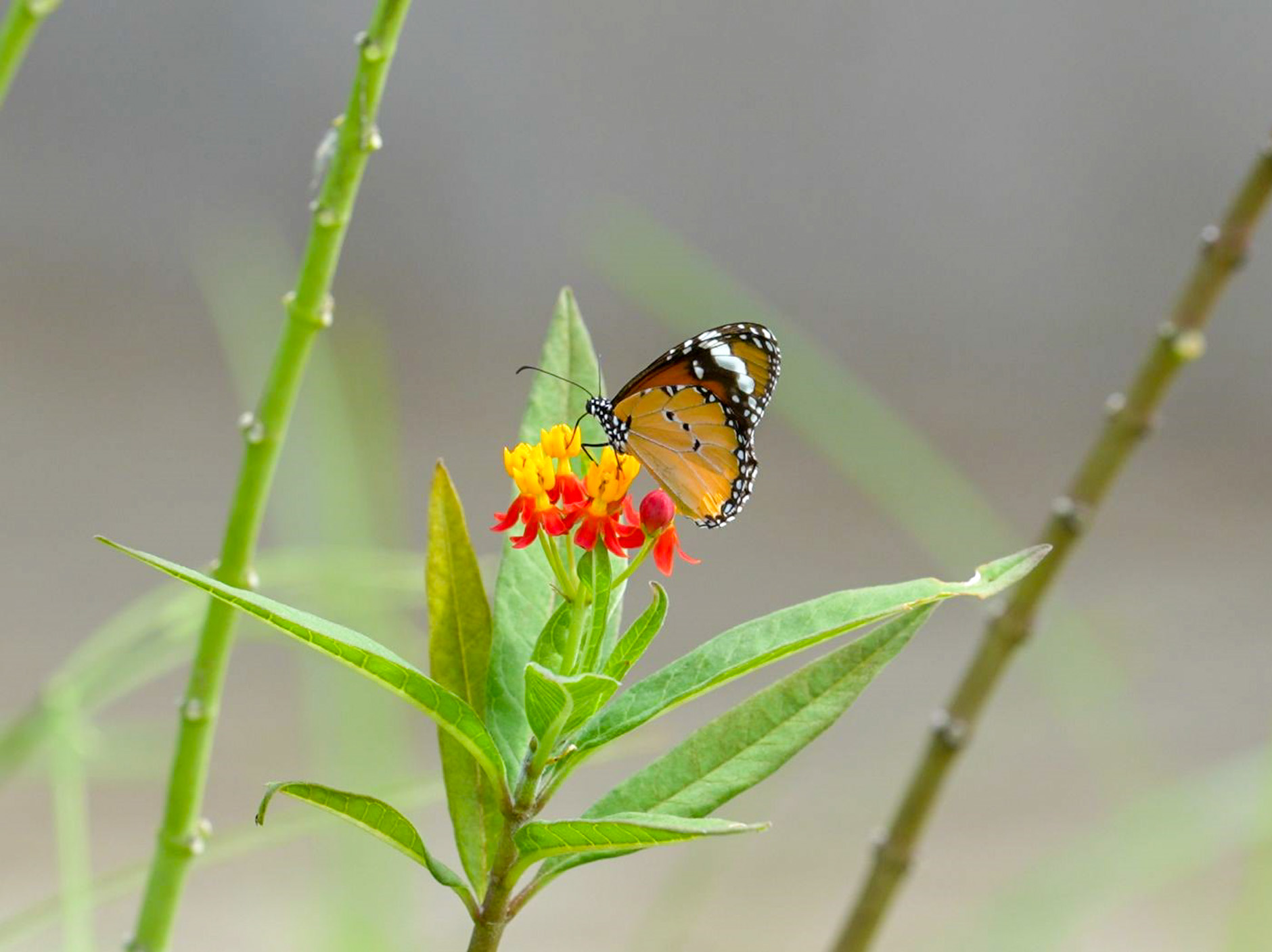 butterfly1-resized