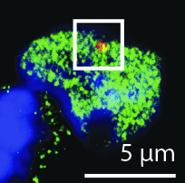 rna binding proteins, rna binding protein