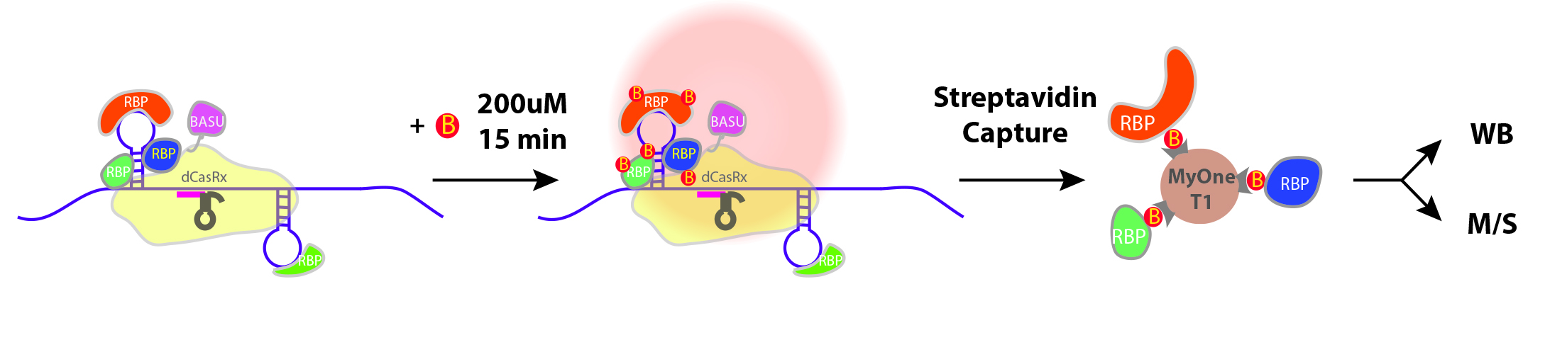 rna binding proteins, rna binding protein
