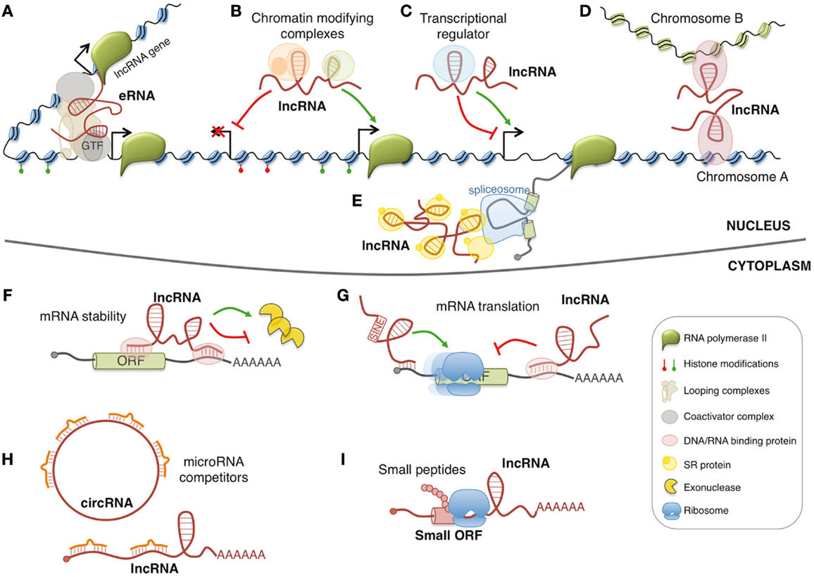 What is Long non-coding RNA (lncRNA)? 