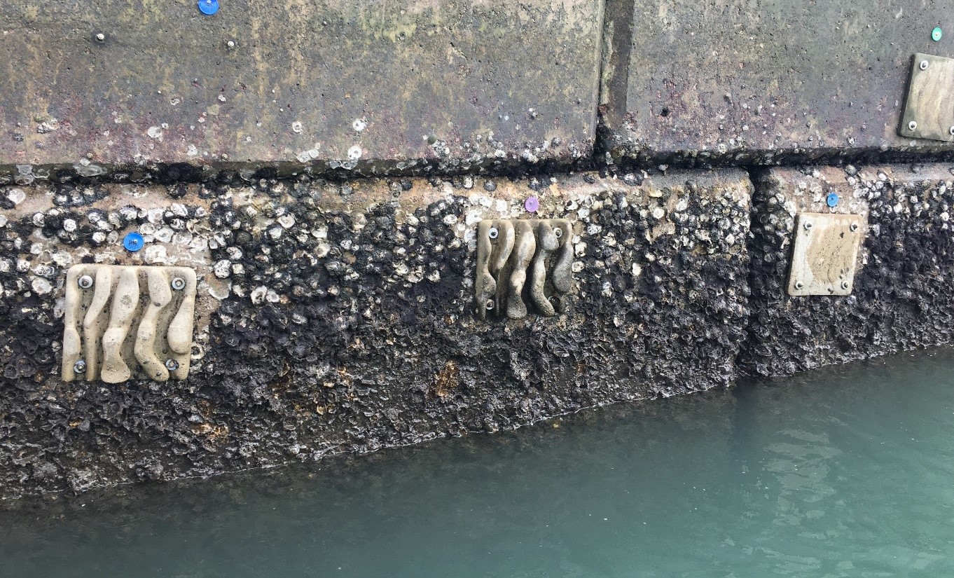 人工生態組件可提升香港等地的海堤生物多樣性