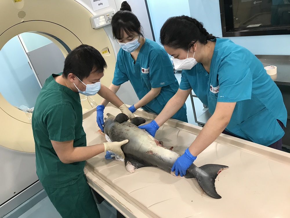 世界首支團隊定期以成像方法調查鯨豚死因及健康狀況