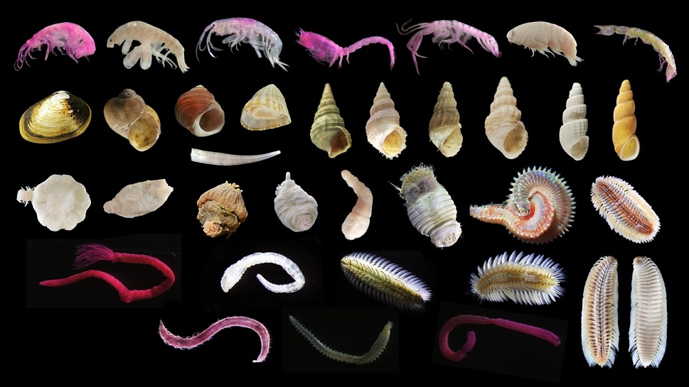 調查研究印證︰禁止拖網捕魚令海洋底棲生物大增