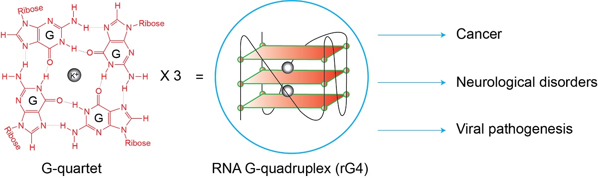 Gu Element Novel tool targeting unusual RNA structures for potential therapeutic ...