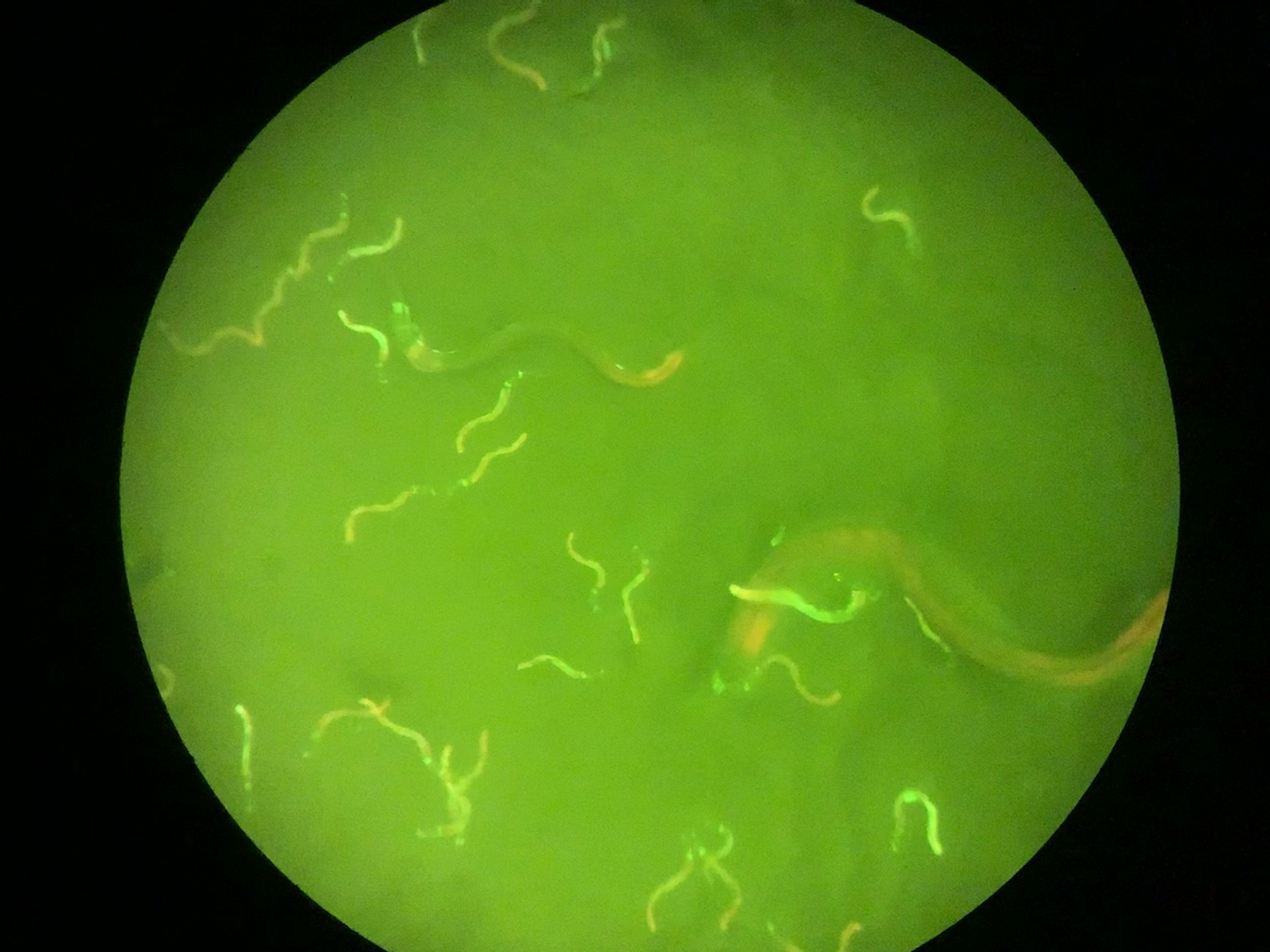 城大科学家破解令线虫免于便秘的生物时钟之谜