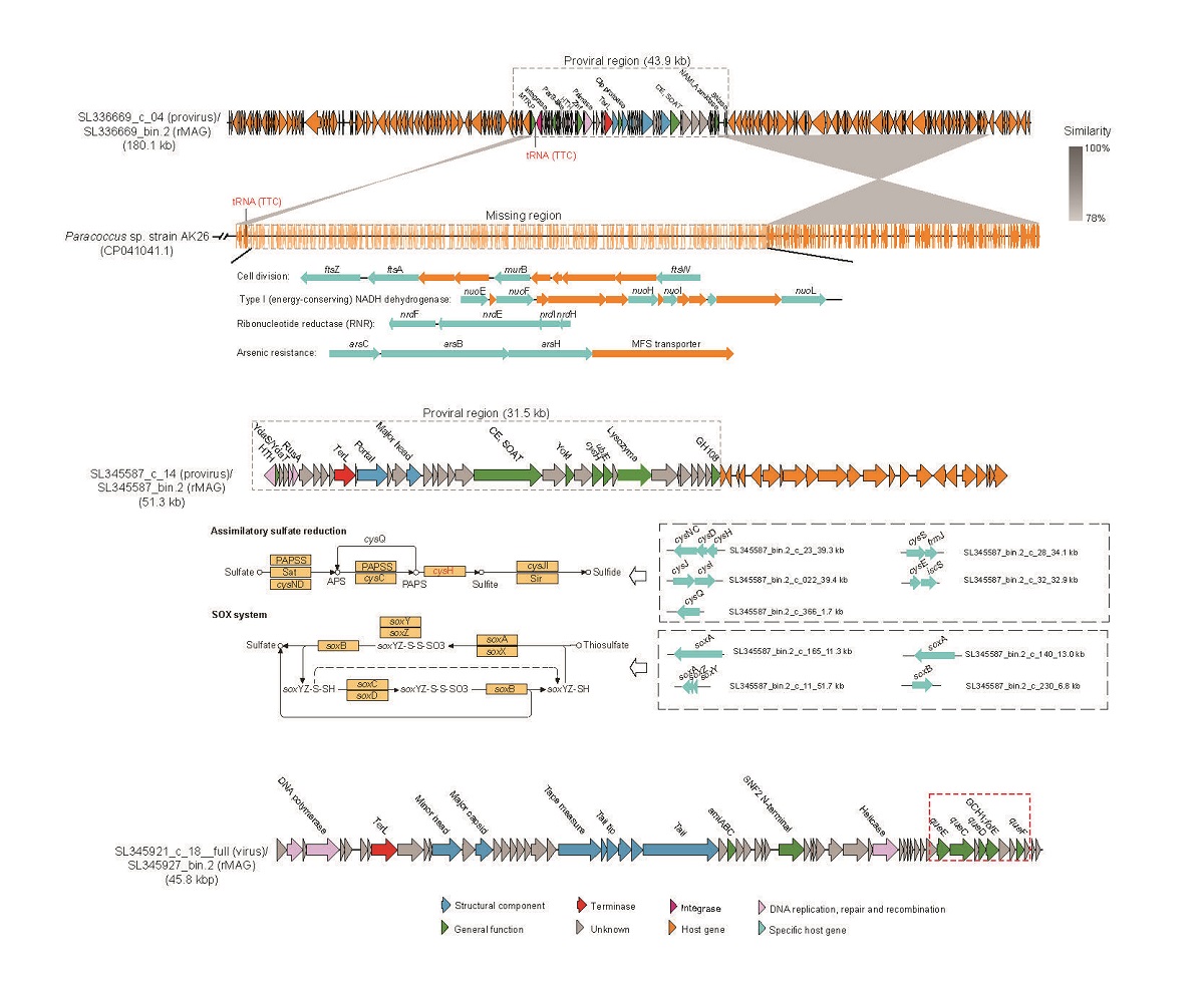 Viruses-Bacteria interactions in Man-made Environments
