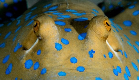 揭開魟魚電藍色之謎