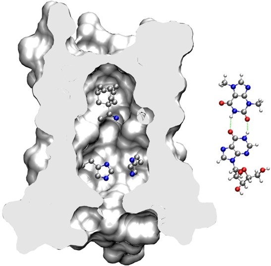 Proposed mechanism for inhibition of the arainosine-theobromine drug duo.
