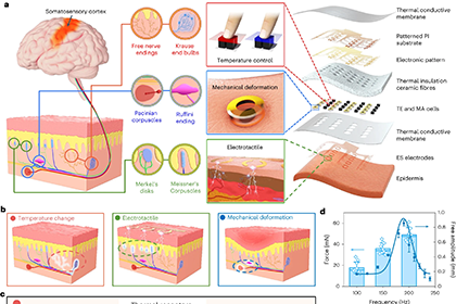 A skin-integrated multimodal haptic interface for immersive tactile feedback