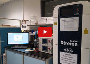 In-Vivo live animal Imaging System