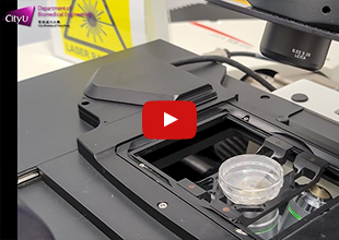 Confocal Laser Scanning Microscopy