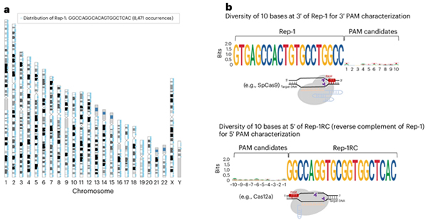 Cracking the CRISPR code: CityUHK unbolts gateway to sharper gene editing