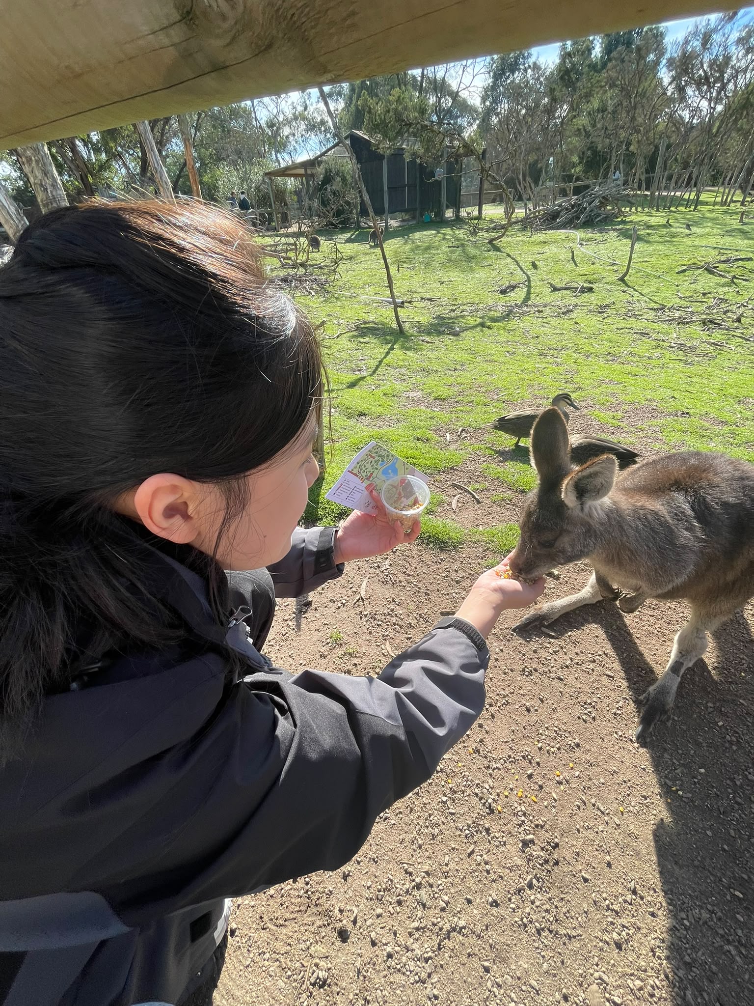 Enrichment Activity (Phillip Island Tour)