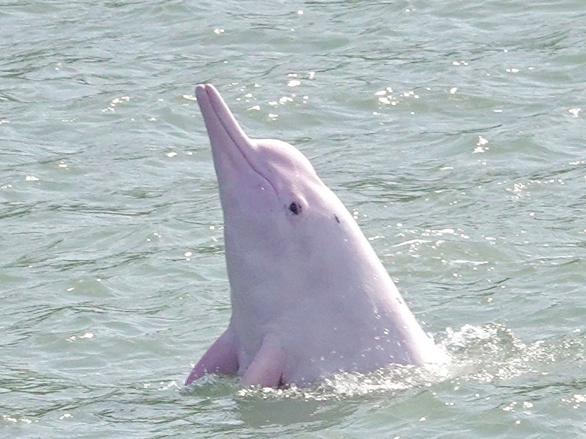 white dolphin