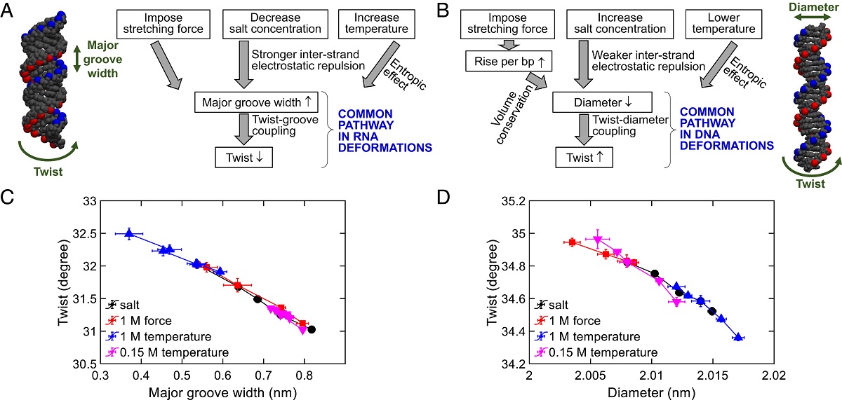 DNA and RNA deformations 