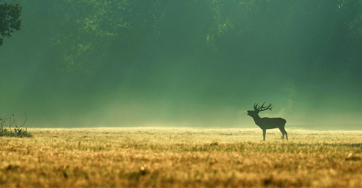 Hungarian Cultural Expo