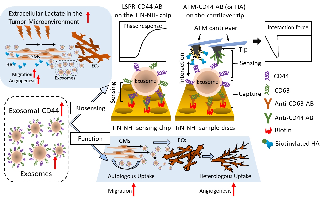 Representative diagram for the detection of exosomal CD44 by TiN-NH-LSPR and TIC-AFM biosensors to track the malignant progression of GBM as a biomarker