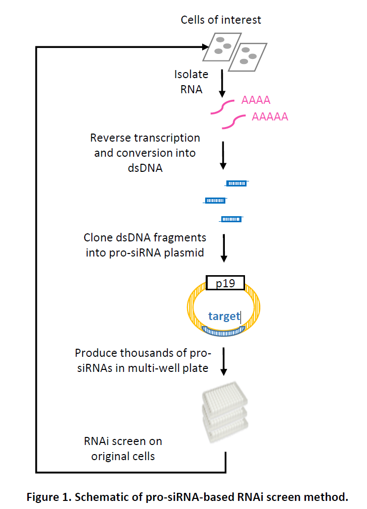 Platform for efficient siRNA screen and production