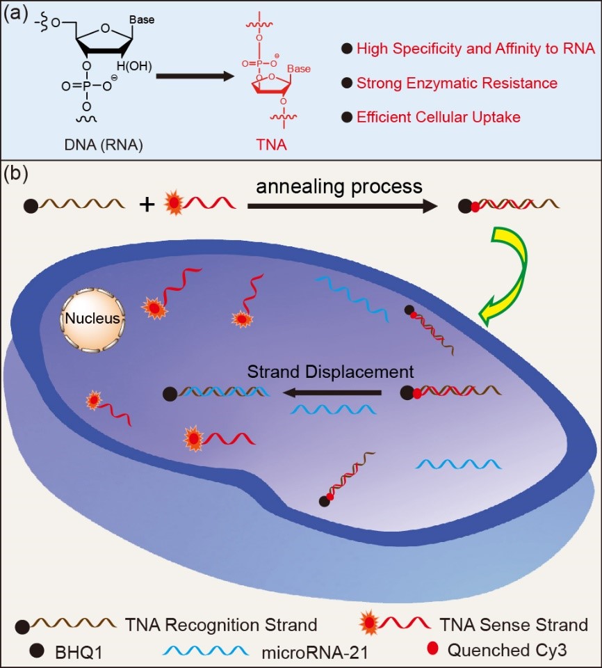 TNA-Based Probes for miRNA Detection