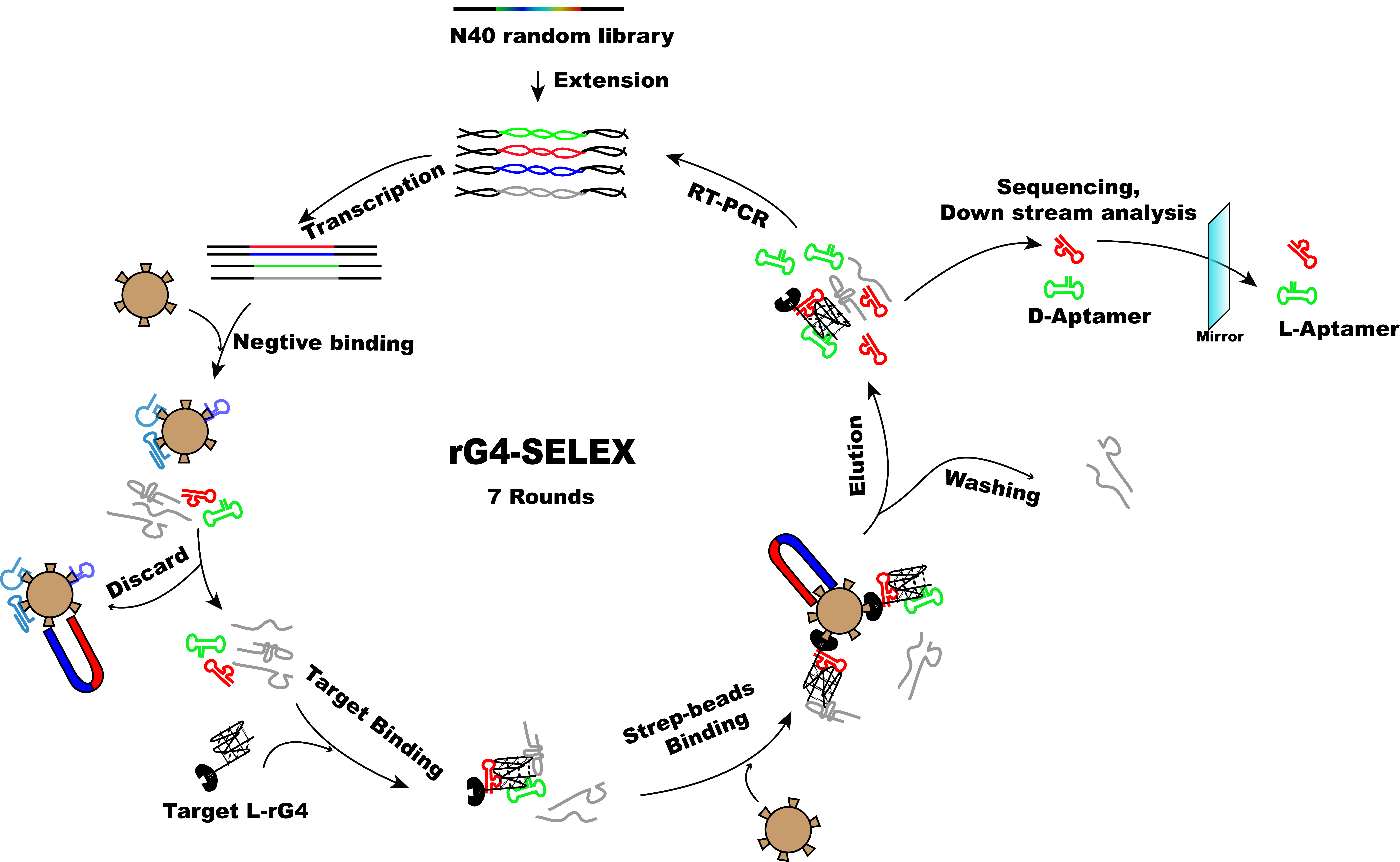 Schematic flowchart of rG4-SELEX
