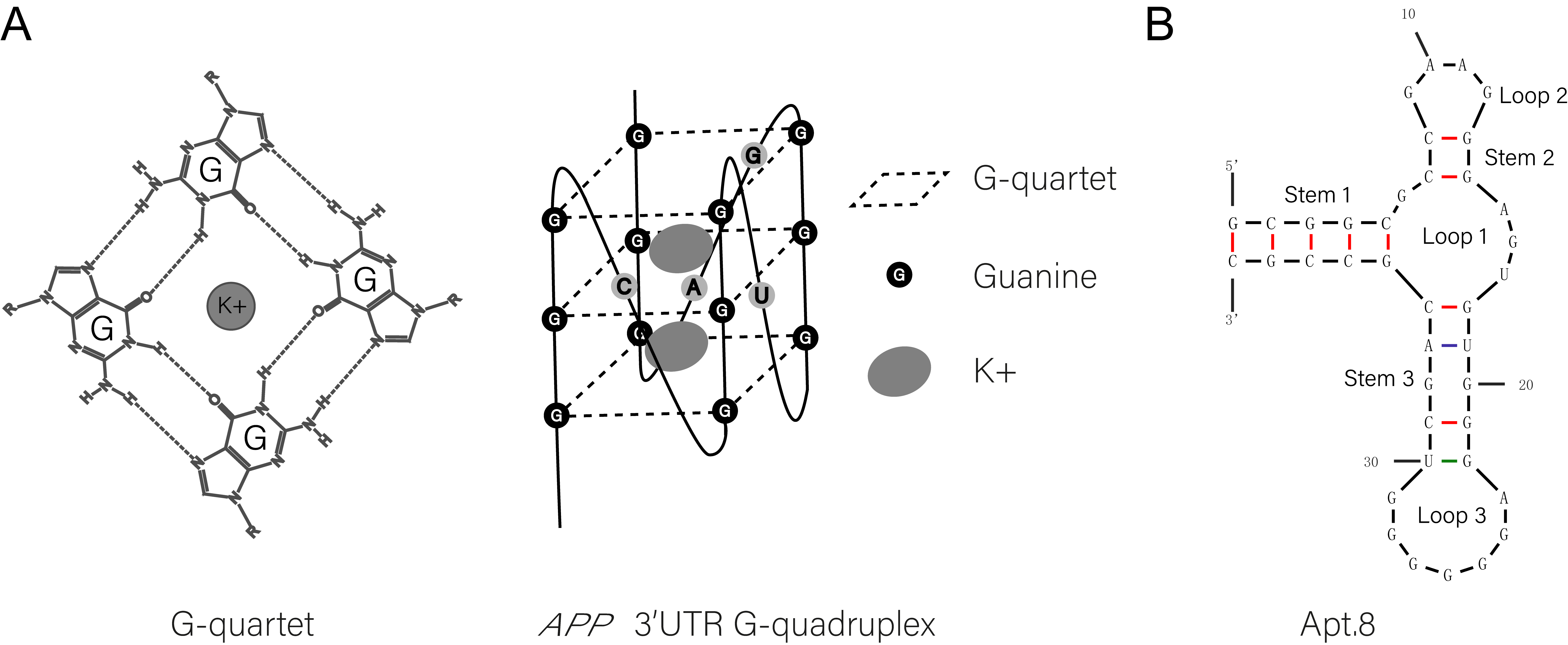 Structure of G-quartet, APP 3’UTR G-quadruplex, and Apt.8 aptamer