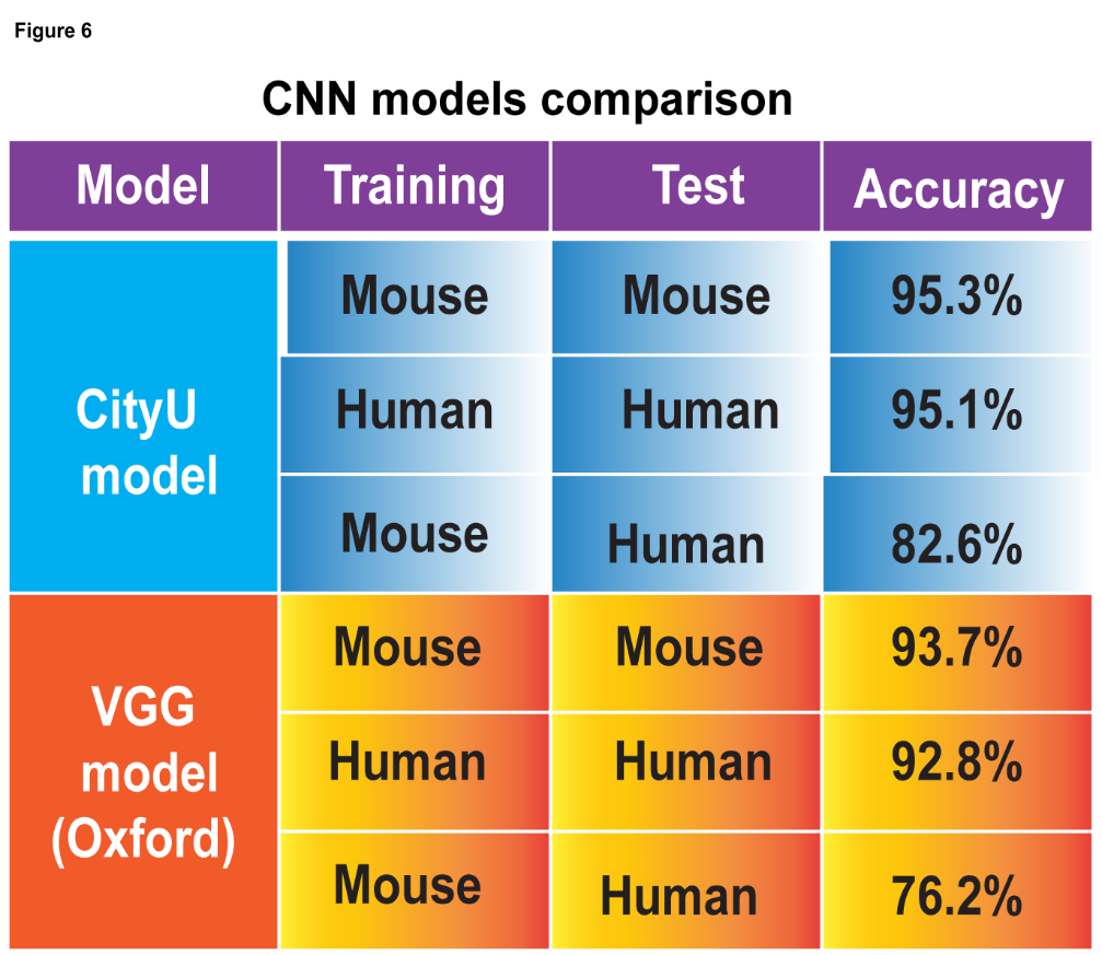 Translational prediction of mice disease model to human disease and AI model validation: Current CNN model (CityU, HK) compared with published AI model of VGG, Oxford.